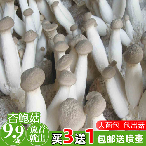 杏鲍菇菌包平菇菌棒蘑菇菌包菌种种子蘑菇多肉植物阳台养殖包邮