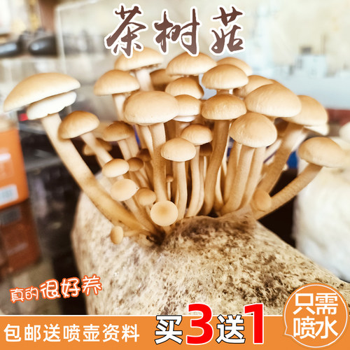 茶树菇菌包平菇蘑菇菌包菌棒菌种包食用蘑菇农产品绿色蘑菇菌种子