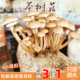 茶树菇菌包平菇蘑菇菌包菌棒菌种包食用蘑菇农产品绿色蘑菇菌种子