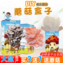 DIY蘑菇盒子蘑菇种植包平菇金针菇蘑菇菌包菌菇种植包家庭学校种