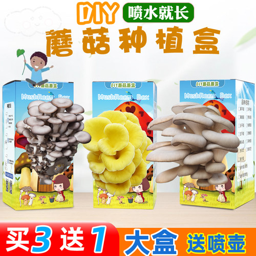 DIY蘑菇盒子家庭种平菇金针菇菌