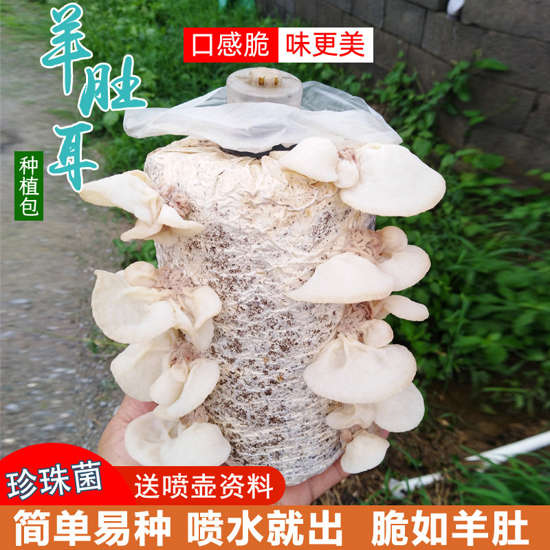 羊肚耳黑木耳蘑菇种植包菌菇包种盆栽蘑菇食用菌棒包邮室内蘑菇图片