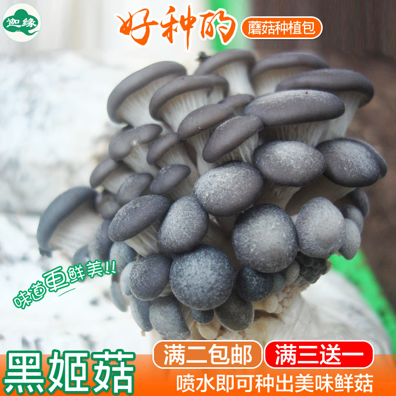 平菇菌包蘑菇种植包家种蘑菇新鲜菌棒盆栽食用菌香菇阳台室内多肉图片