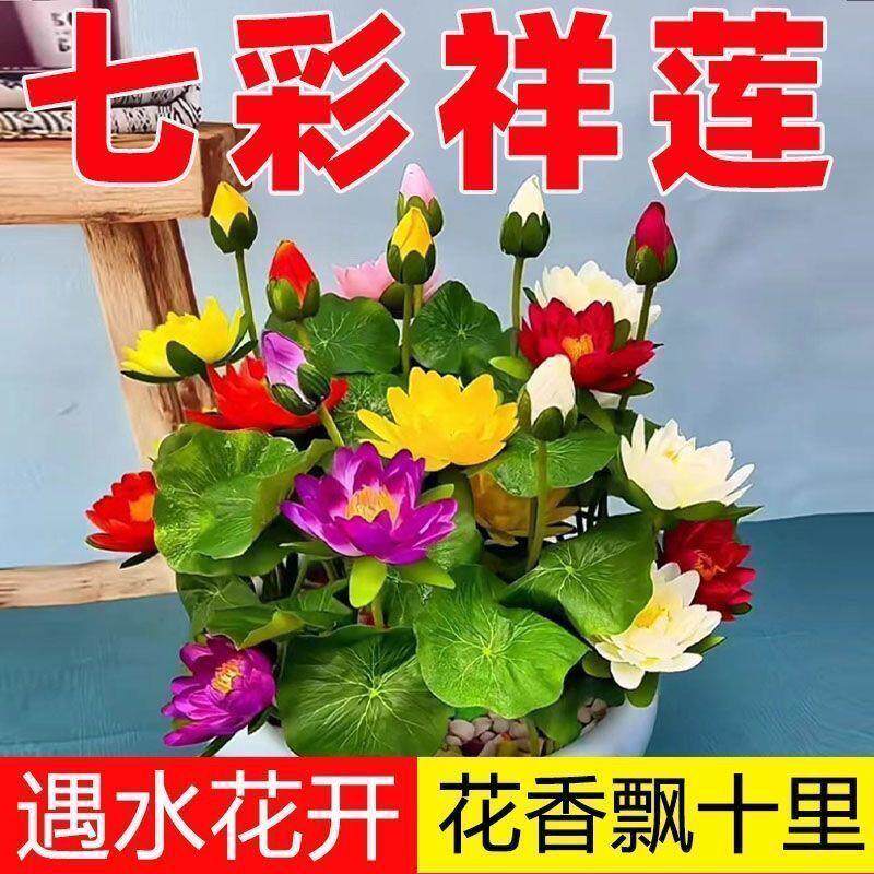 新疆包邮睡莲碗莲7天发芽