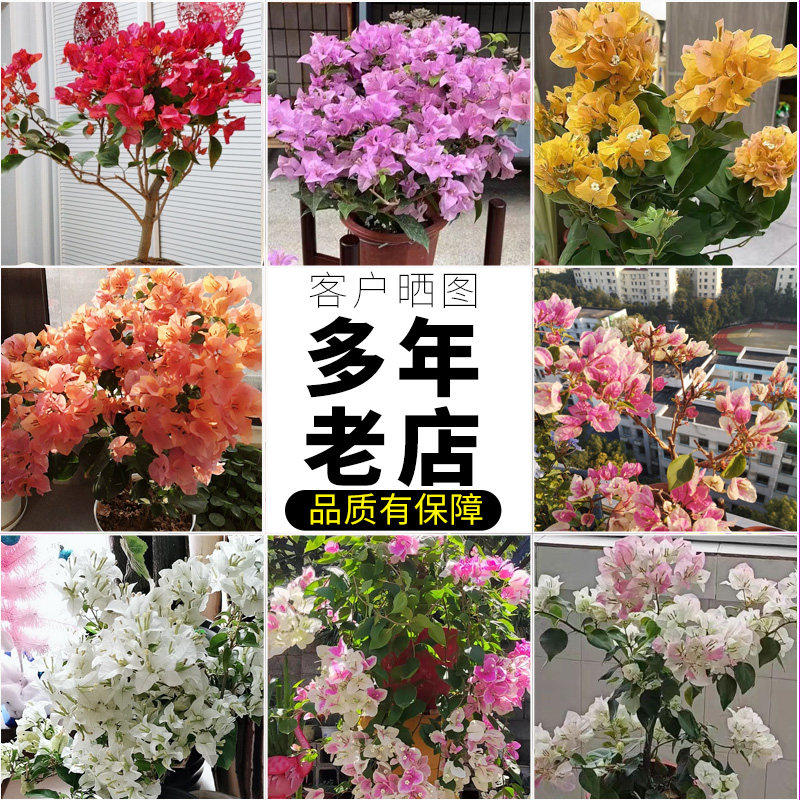 新疆包邮三角梅带花盆栽