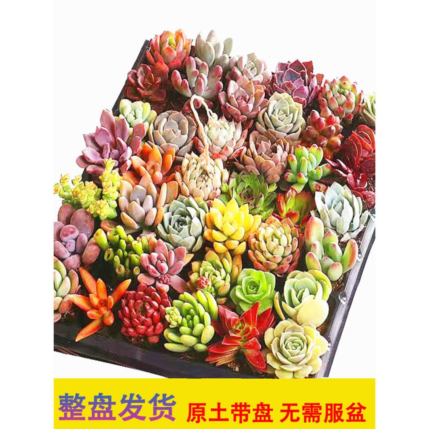 新疆西藏包邮多肉植物组