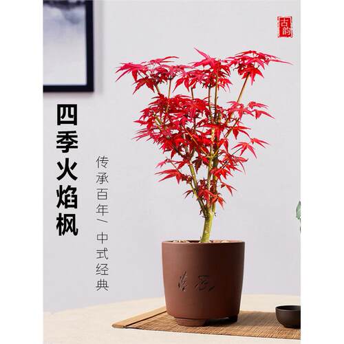 新疆包邮日本红枫盆景植