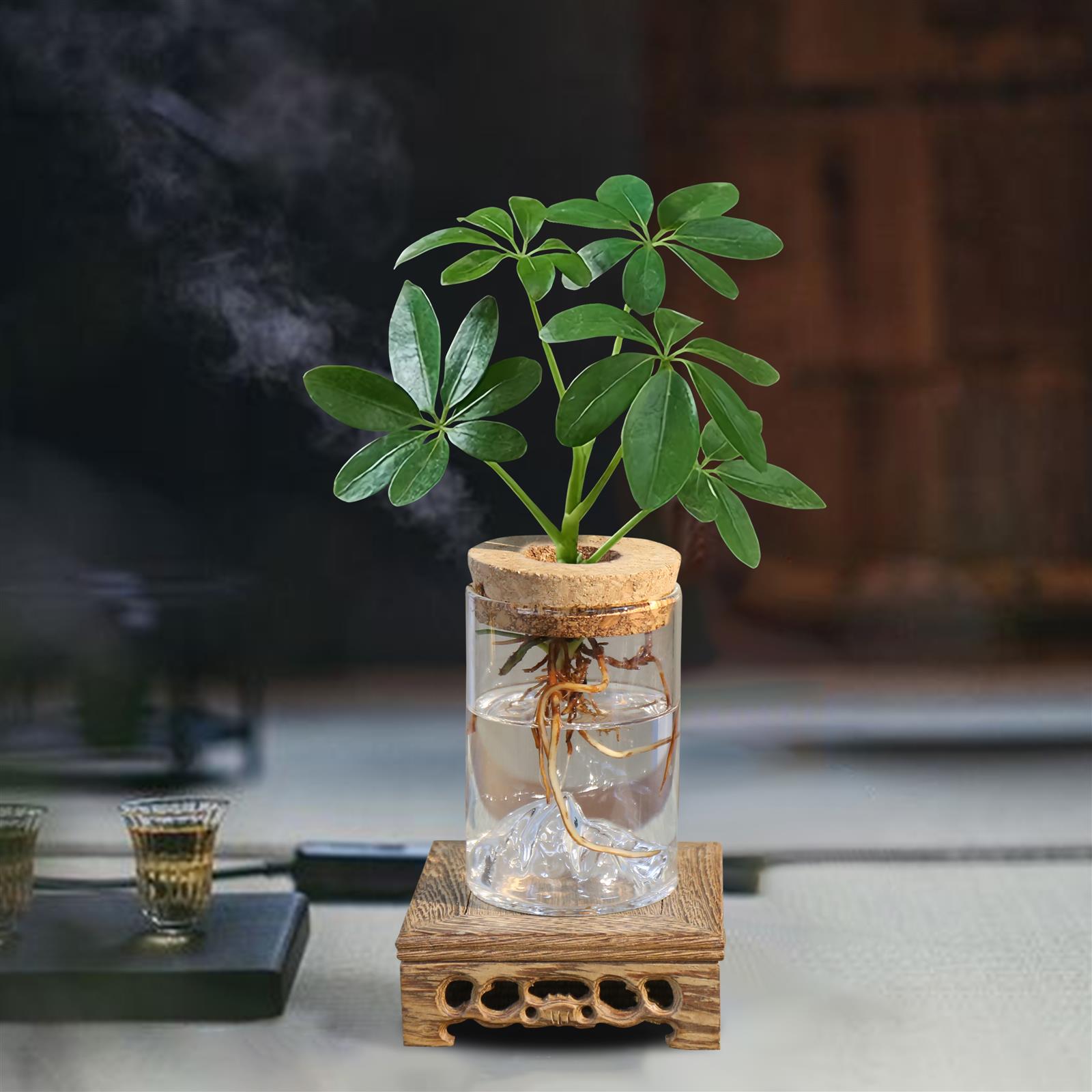 新疆包邮水培植物办公室