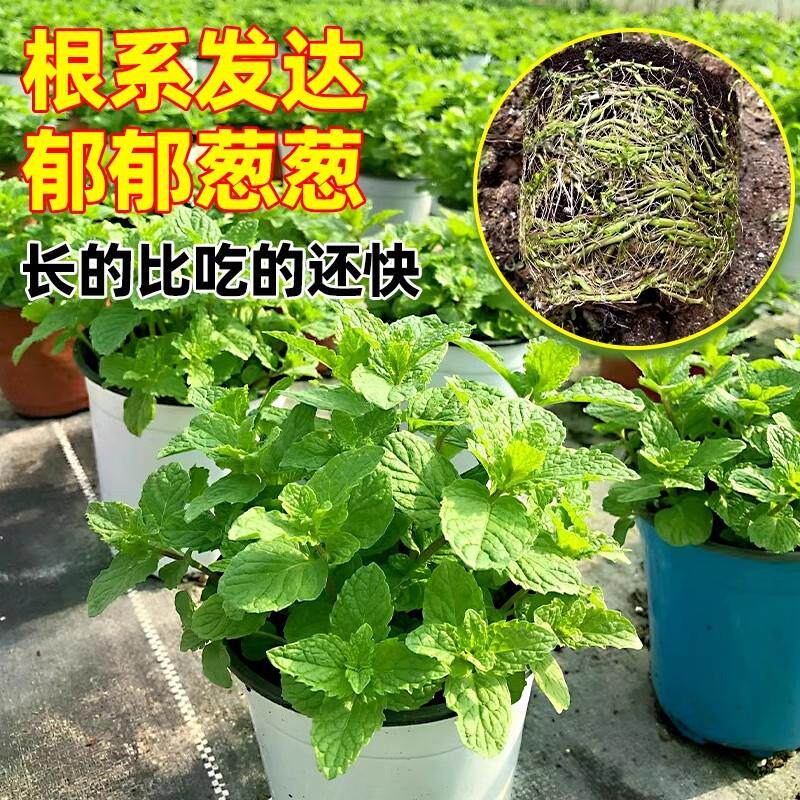 新疆包邮大盆薄荷盆栽可