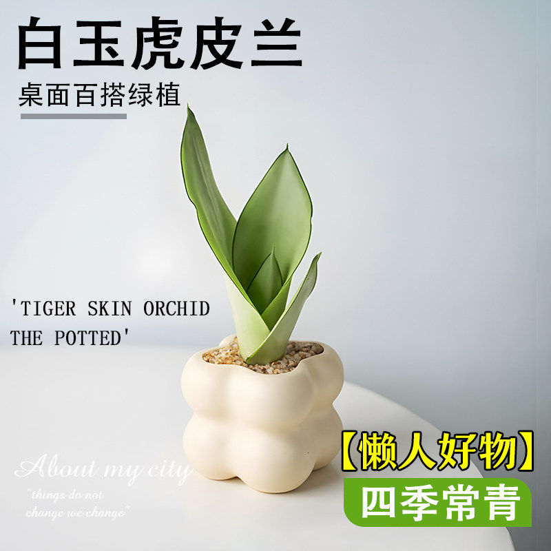 新疆西藏包邮白玉虎皮兰