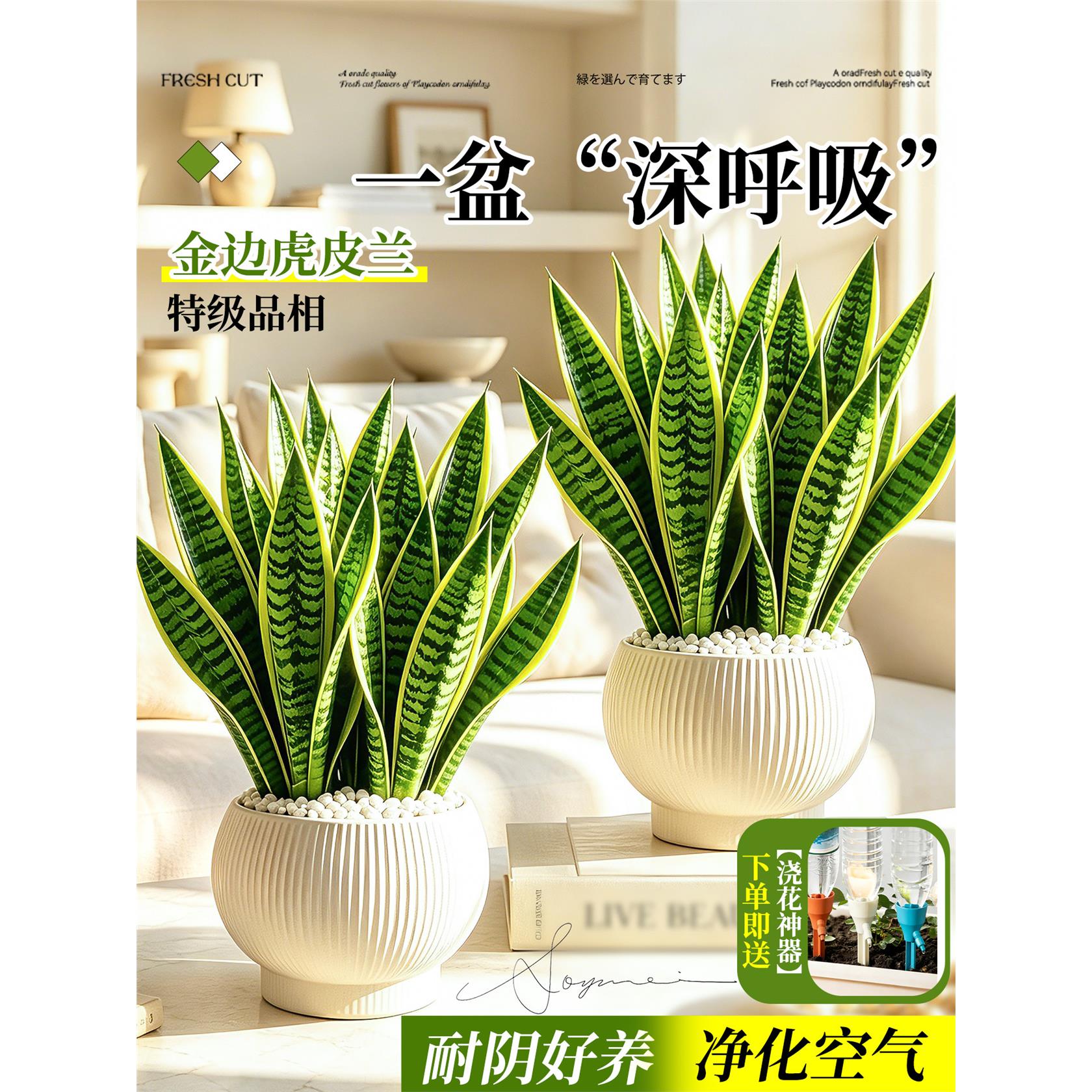 新疆西藏包邮虎皮兰金边
