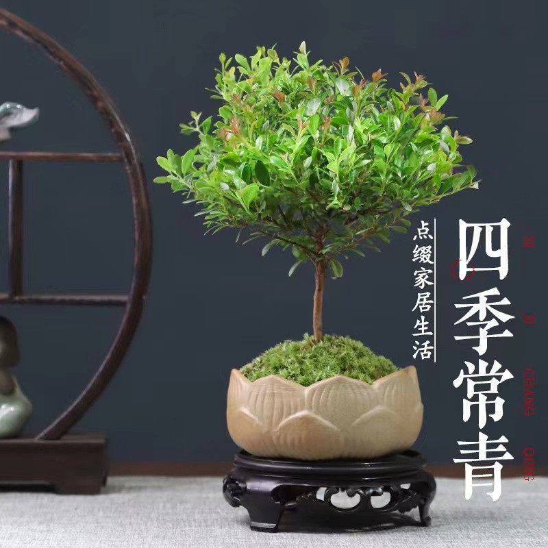新疆包邮小叶赤楠老桩苗