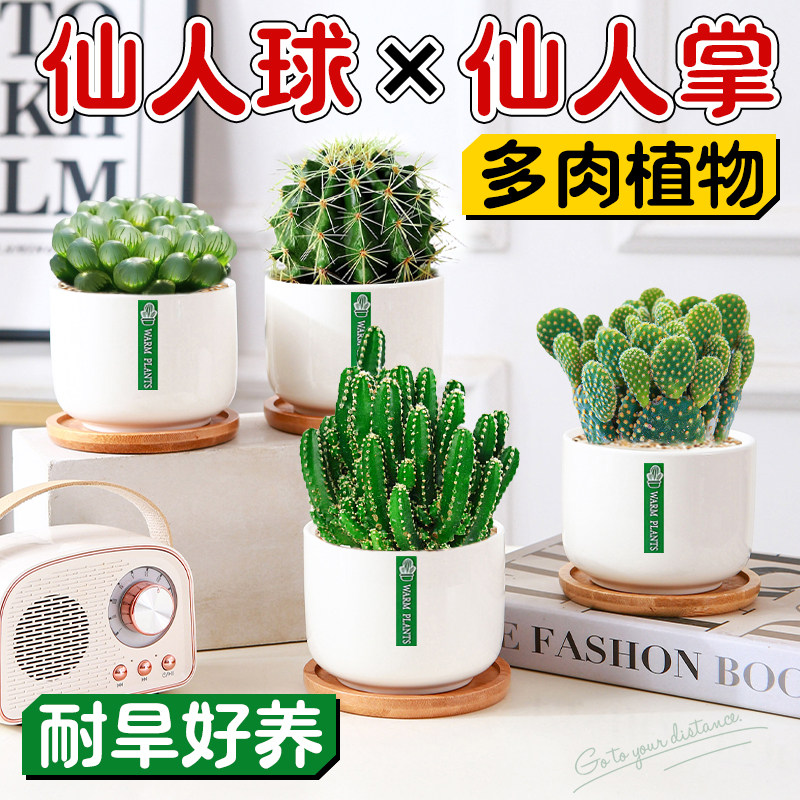 新疆西藏包邮仙人球掌盆