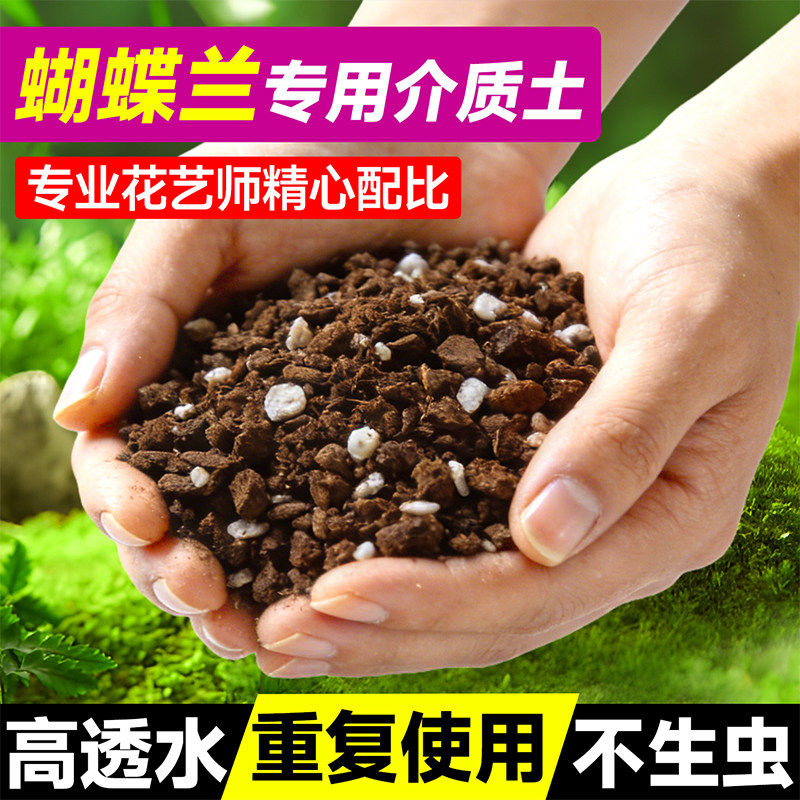 新疆西藏包邮蝴蝶兰盆栽
