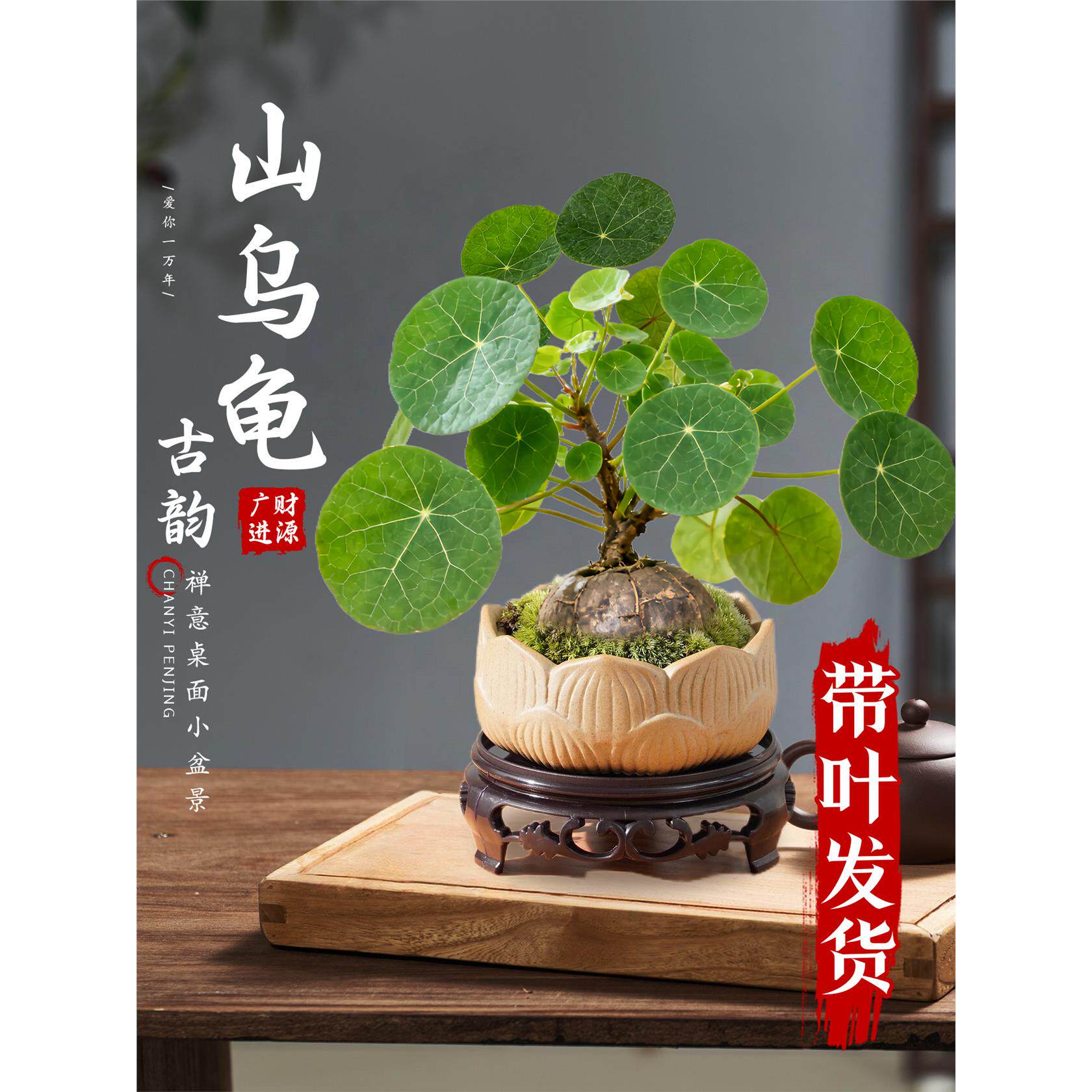 新疆西藏包邮山乌龟爬藤