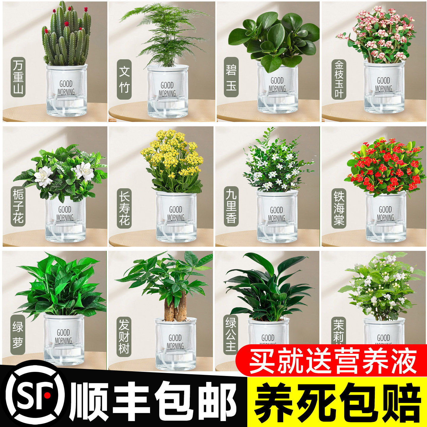新疆西藏包邮绿植幼儿园