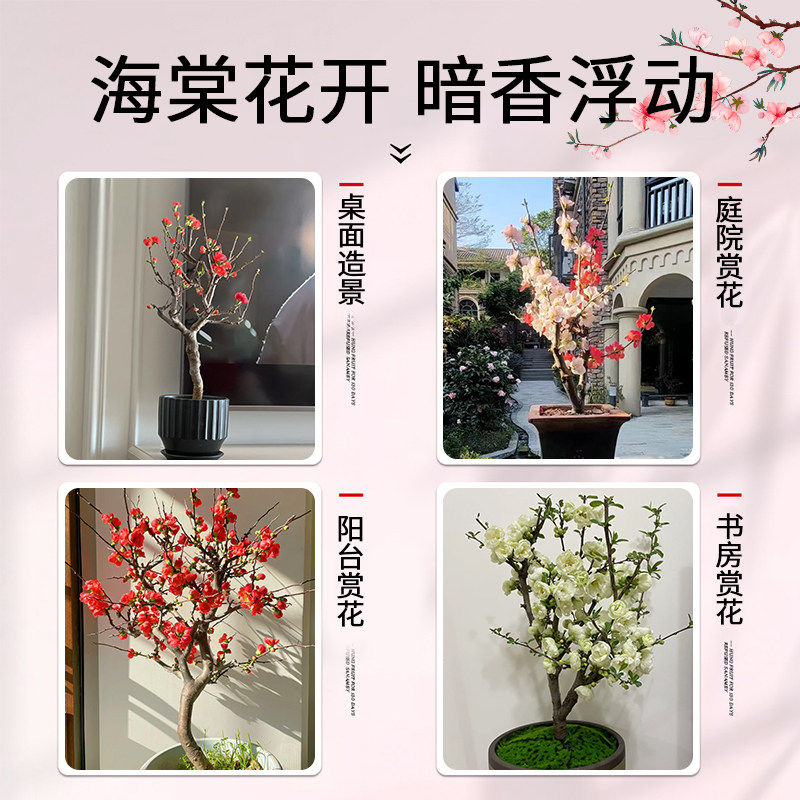 新疆包邮海棠花盆栽名贵
