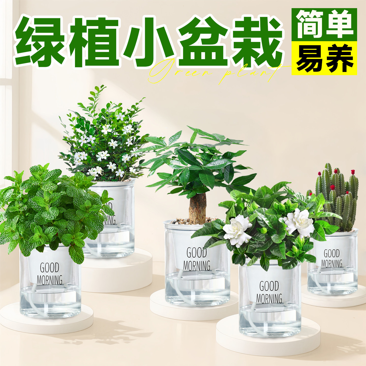 新疆西藏包邮绿植幼儿园