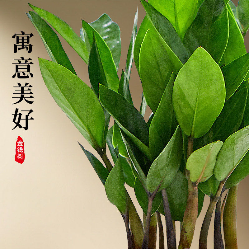 新疆包邮金钱树小盆栽办