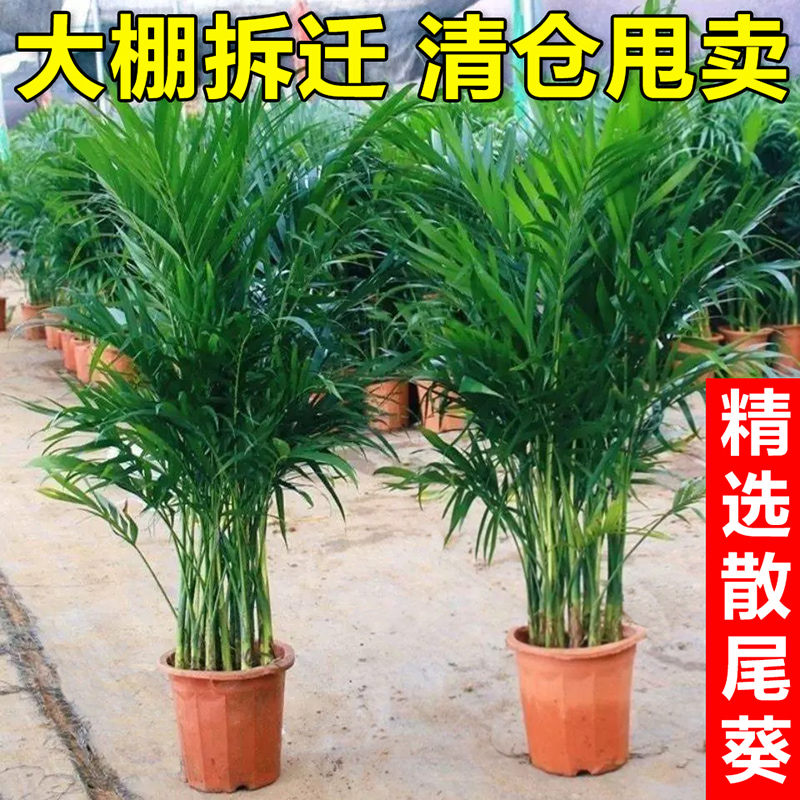 新疆包邮散尾葵植物凤尾竹盆栽客厅桌面大型富贵椰子新疆西藏包邮