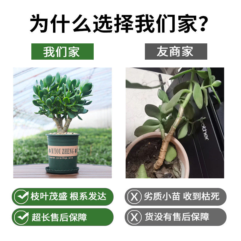 新疆包邮玉树老桩大株盆