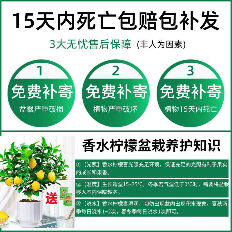 新疆包邮香水柠檬树盆栽