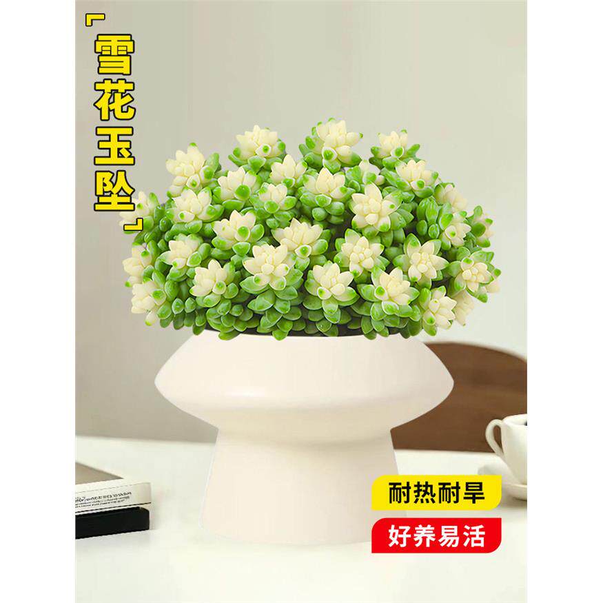 新疆包邮多肉植物雪花玉