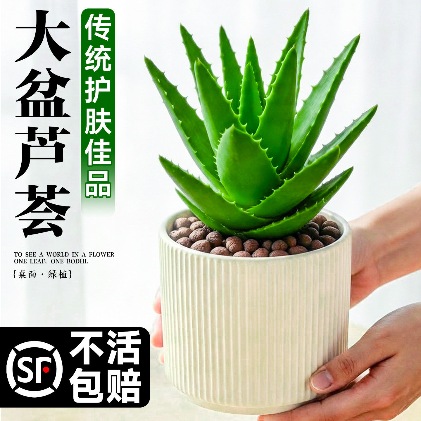 新疆西藏包邮芦荟盆栽室