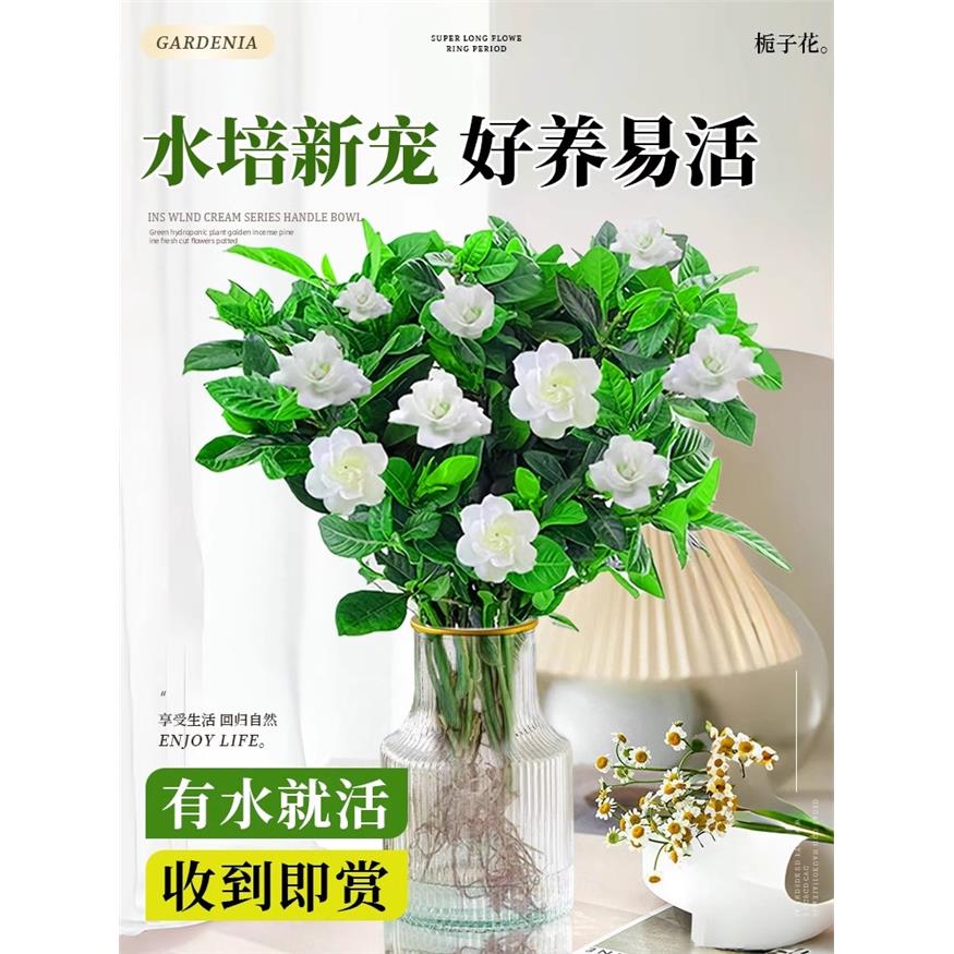 新疆西藏包邮栀子花水培