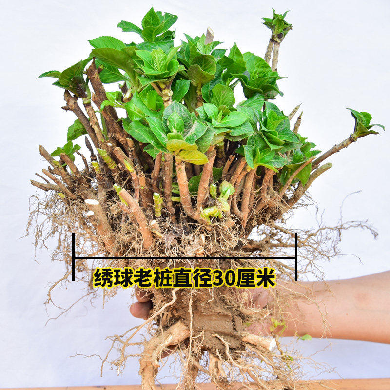 新疆包邮绣球花老桩无尽