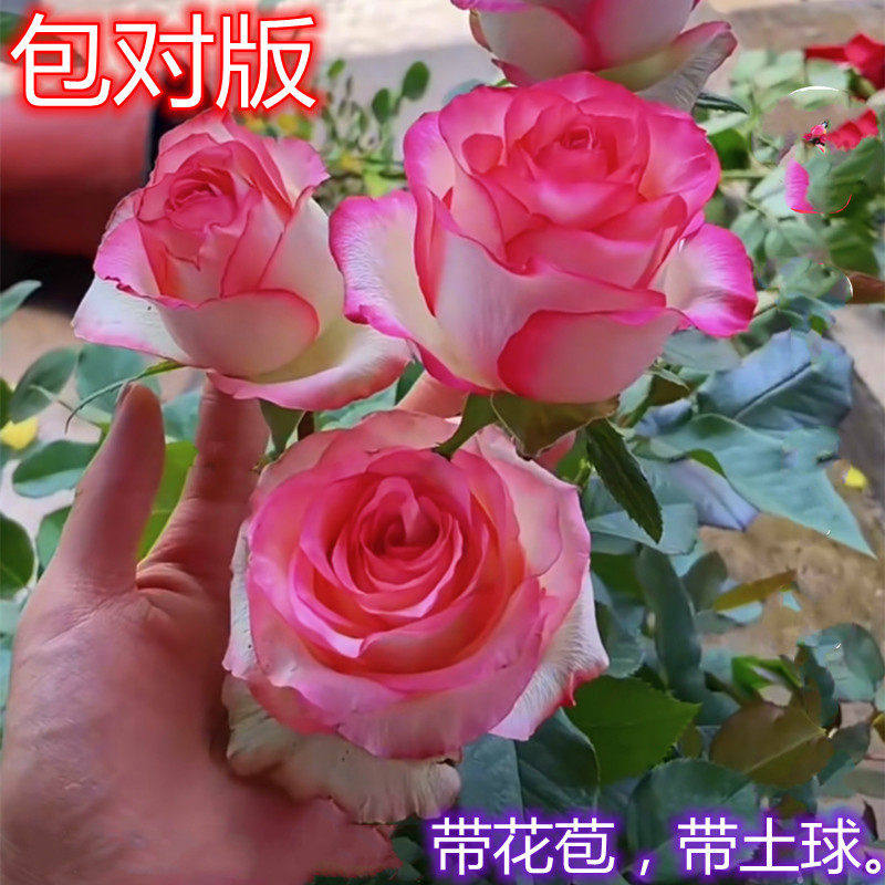 新疆包邮玫瑰老桩带花苞