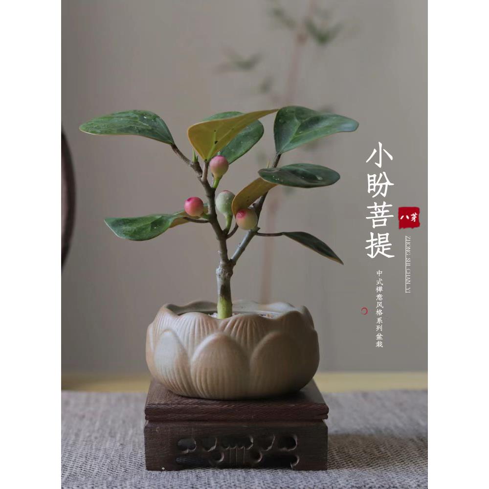 新疆包邮小盼菩提树盆栽