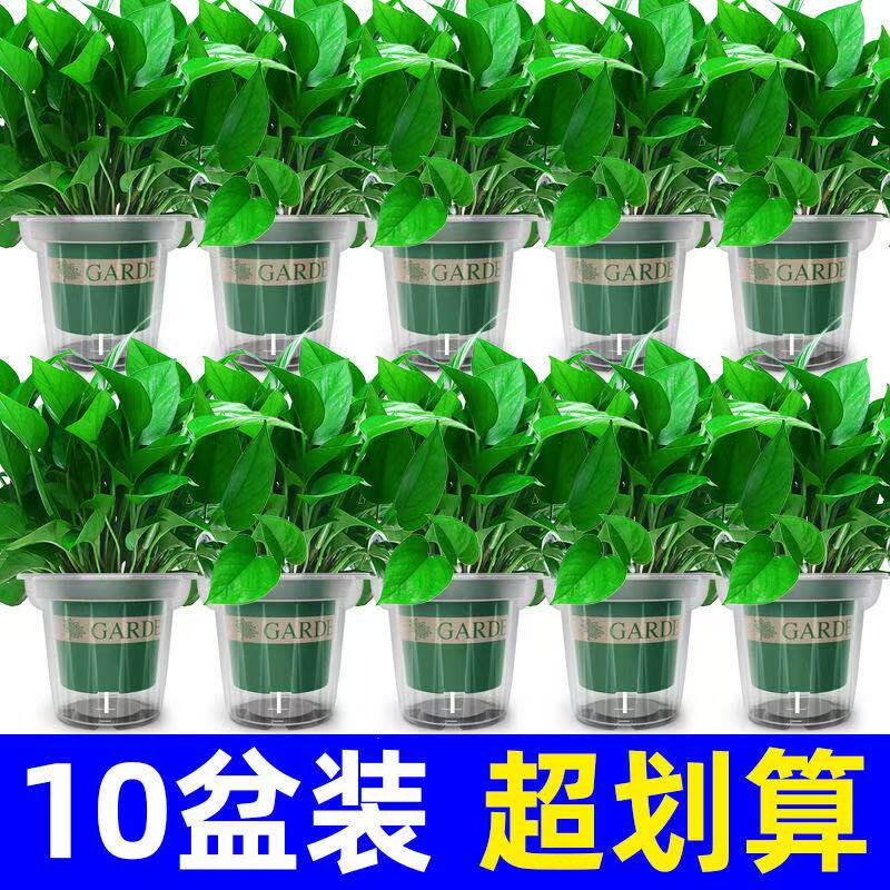 新疆包邮绿萝盆栽室内客