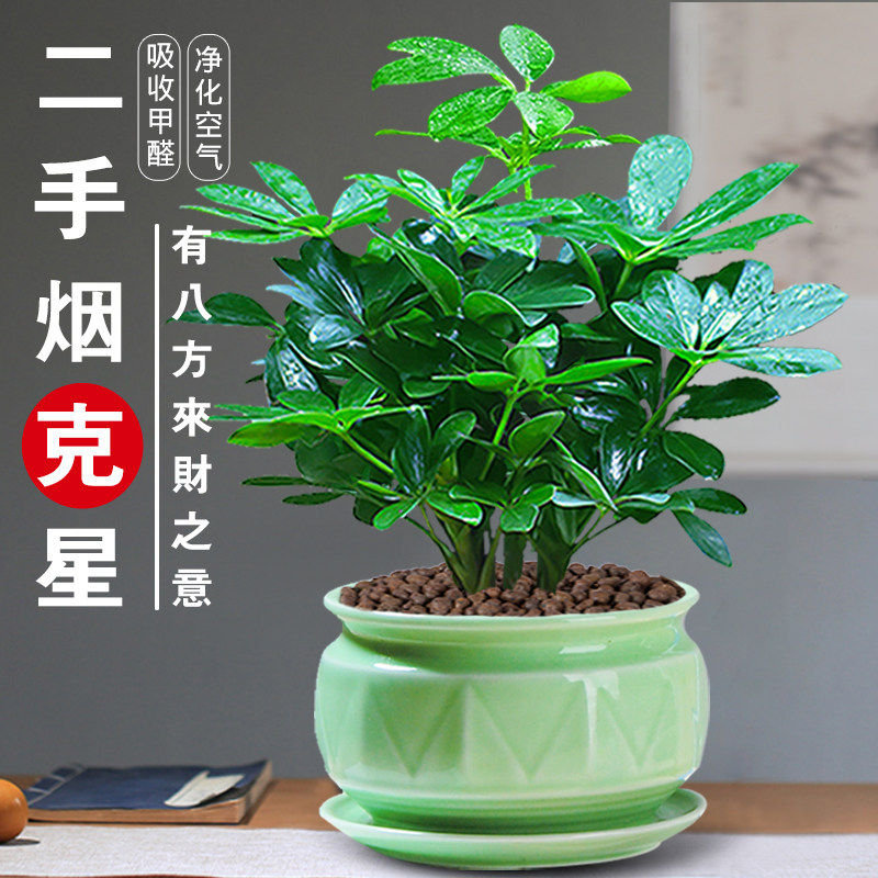 新疆西藏包邮七叶莲招财