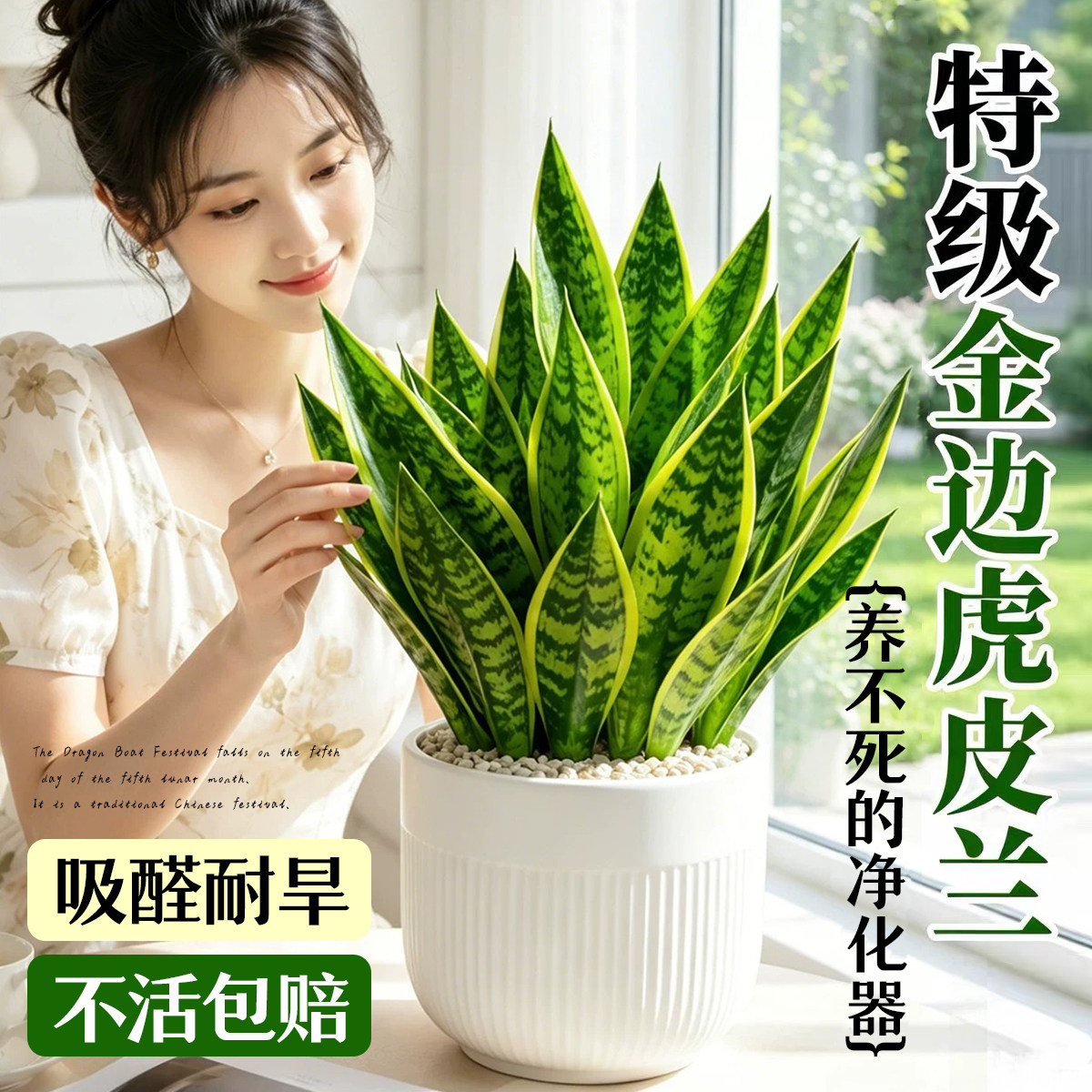 新疆西藏包邮金边虎皮兰