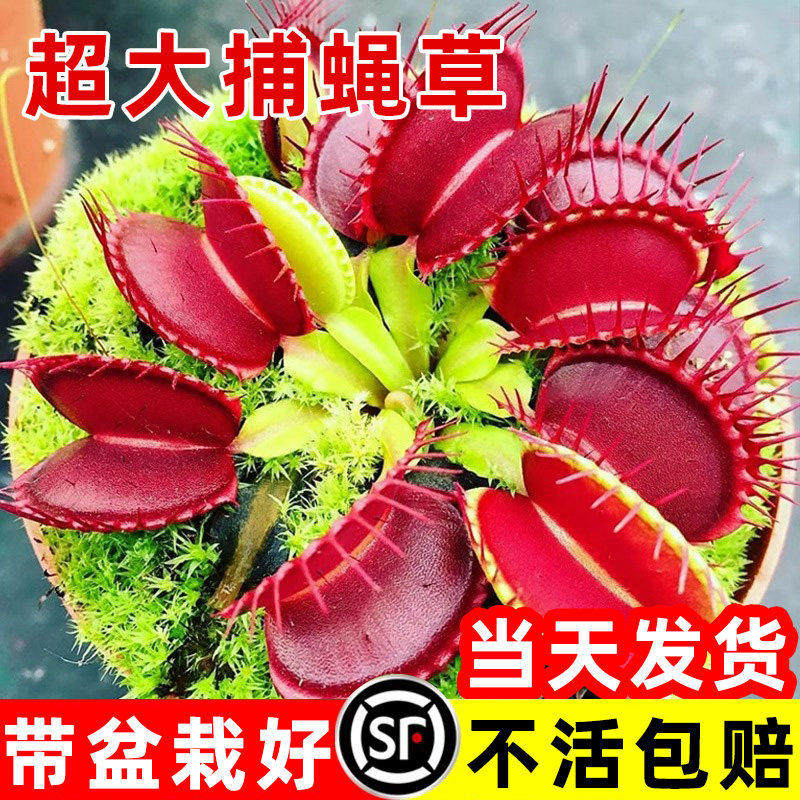 新疆西藏包邮超大捕蝇草