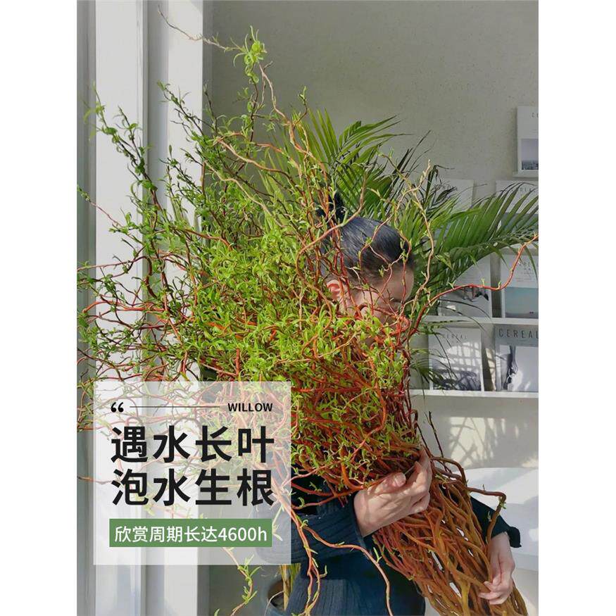 新疆包邮龙柳鲜枝水培植
