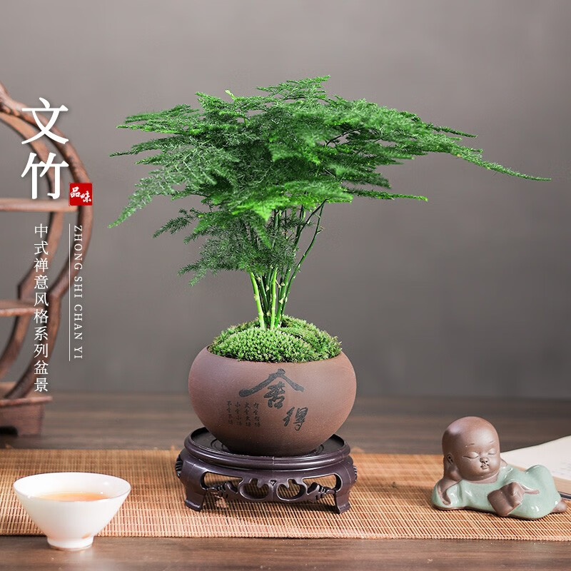 新疆包邮文竹盆栽植物室
