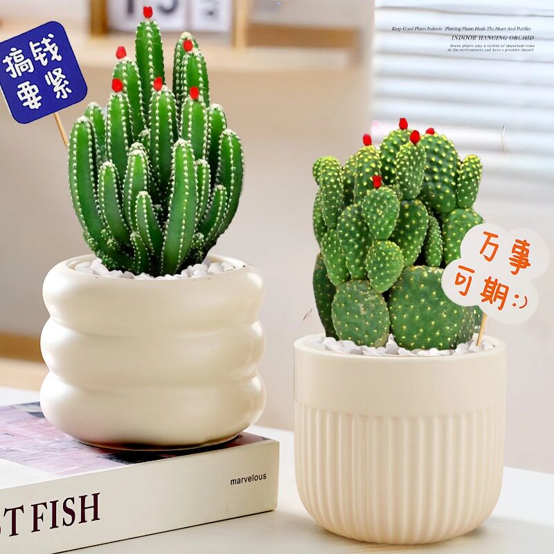 新疆包邮仙人掌多肉植物