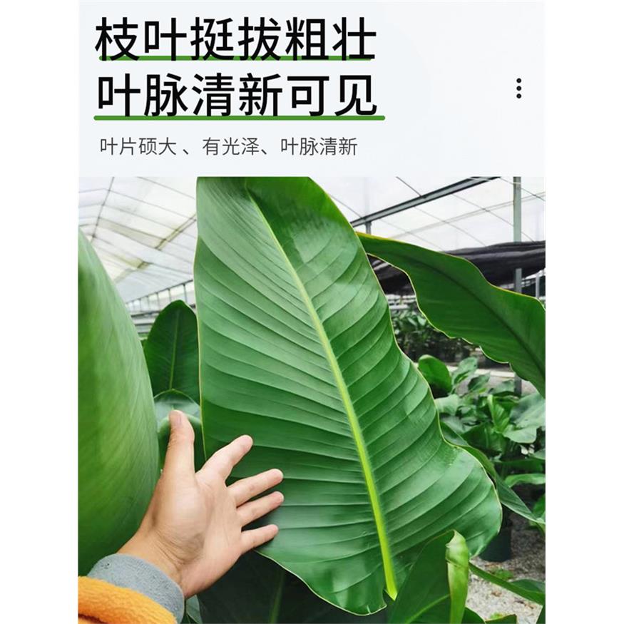 新疆包邮天堂鸟盆栽客厅