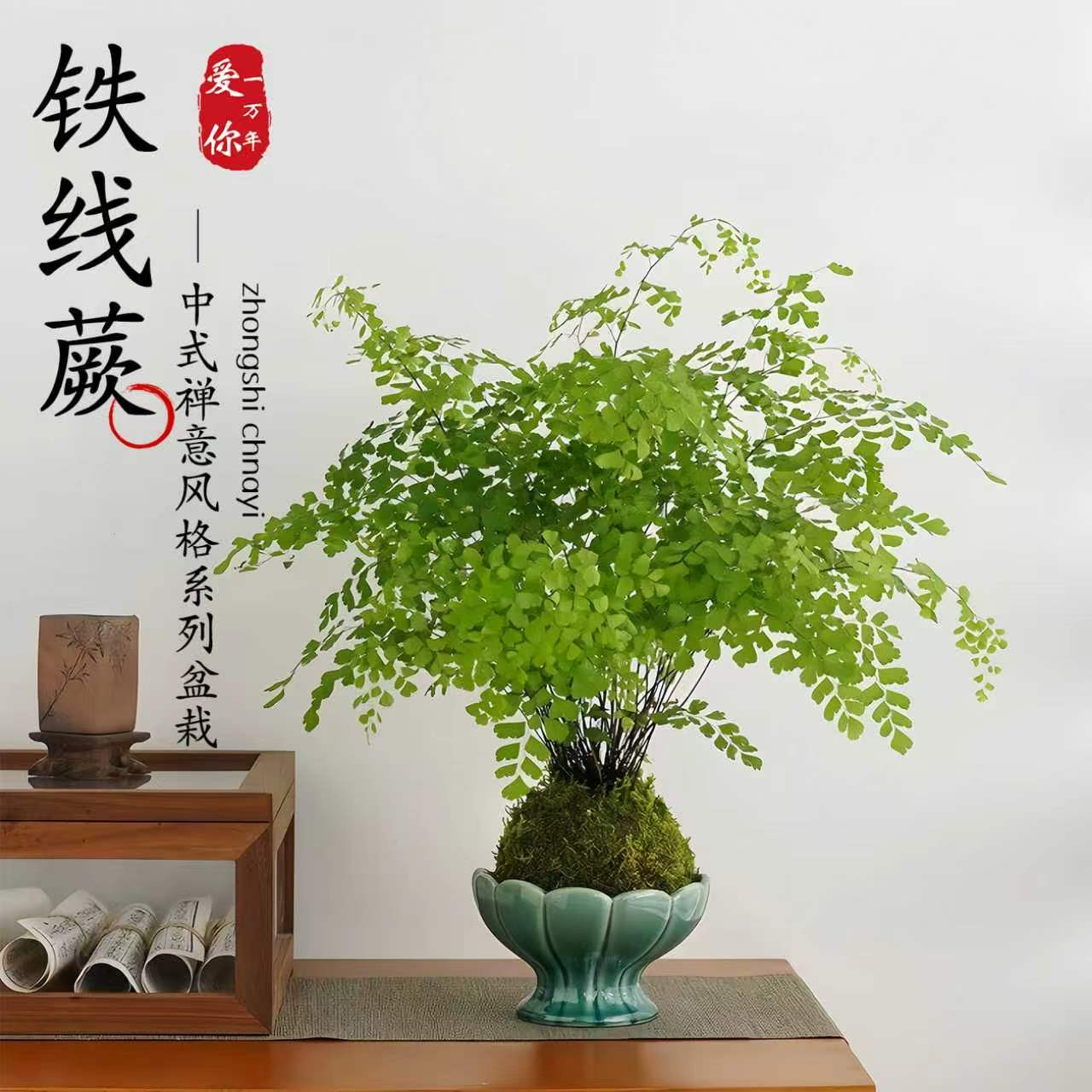 新疆西藏包邮铁线蕨耐阴