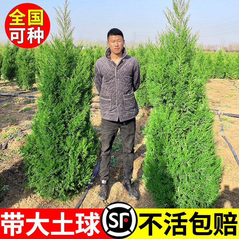 新疆包邮桧柏树树苗塔柏