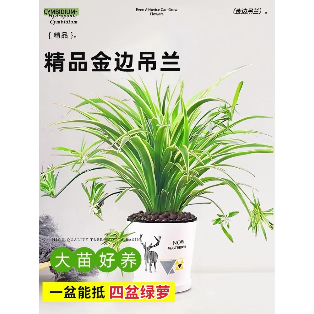 新疆包邮金边吊兰盆栽花