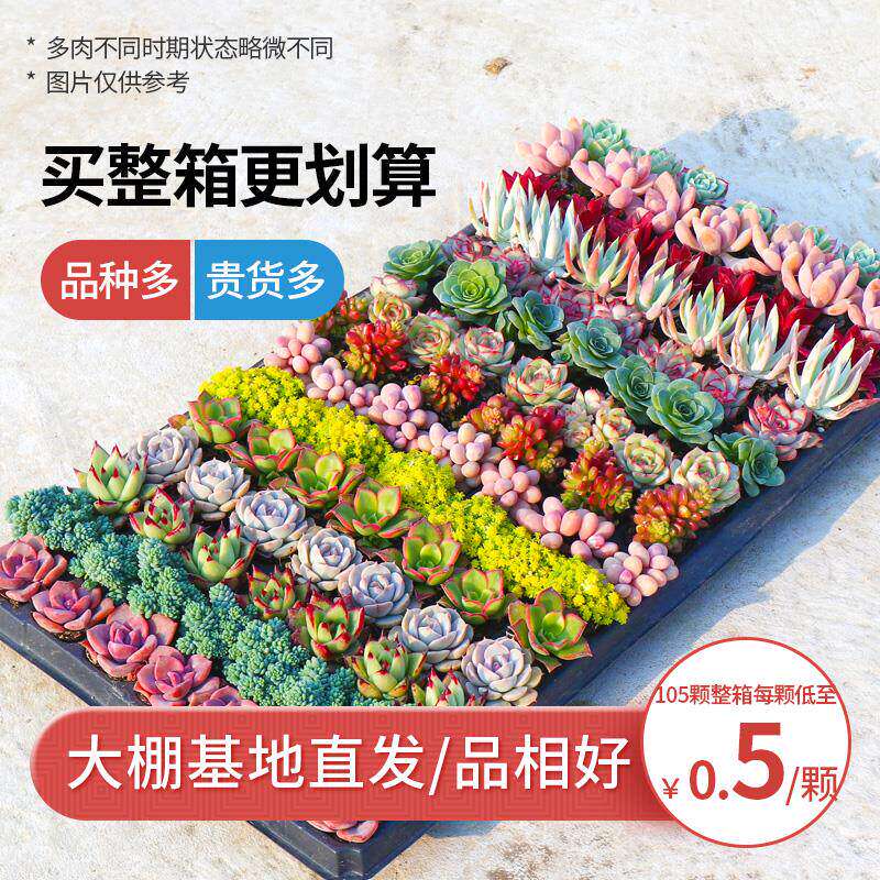 新疆包邮多肉植物稀有品