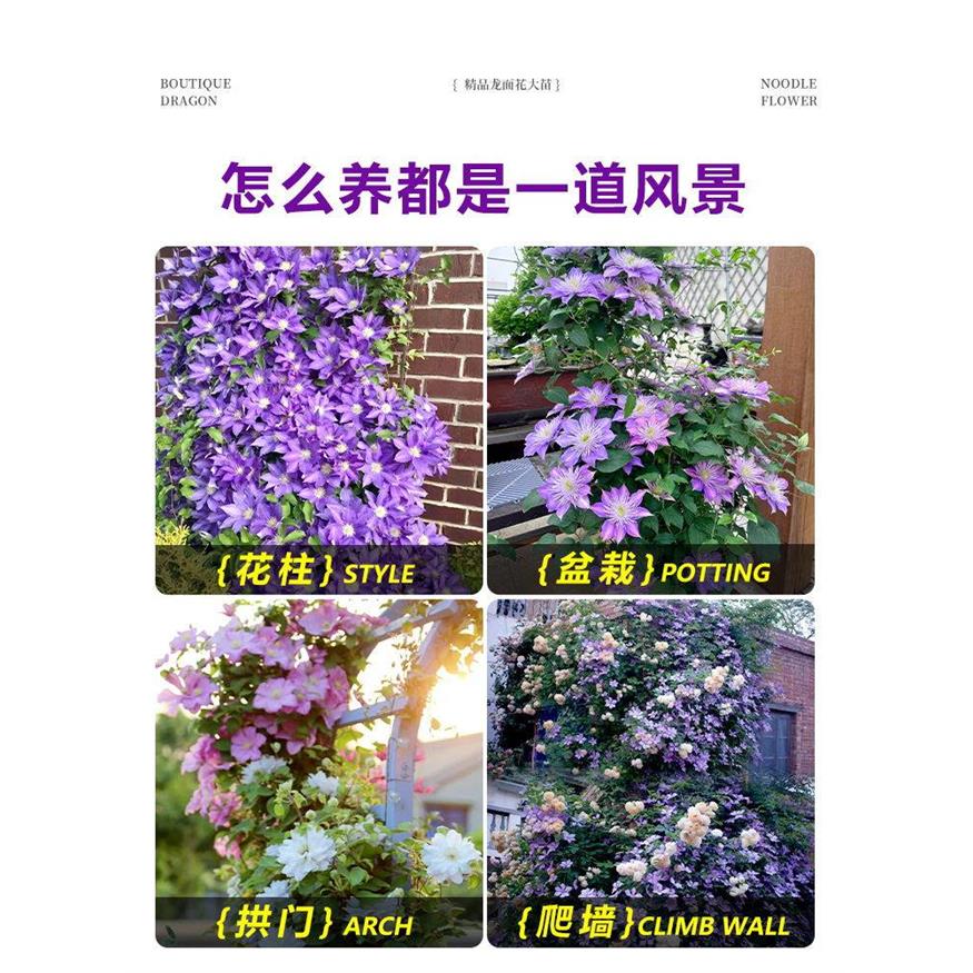 新疆包邮乌托邦铁线莲苗