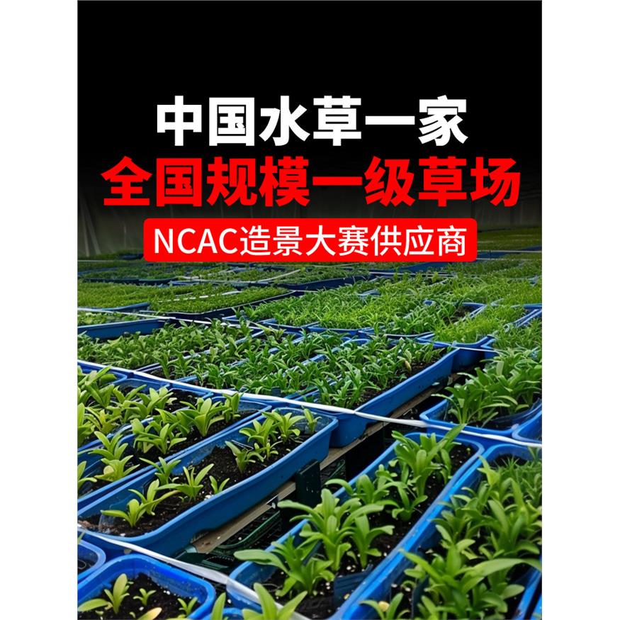 新疆包邮水草植物鱼缸真