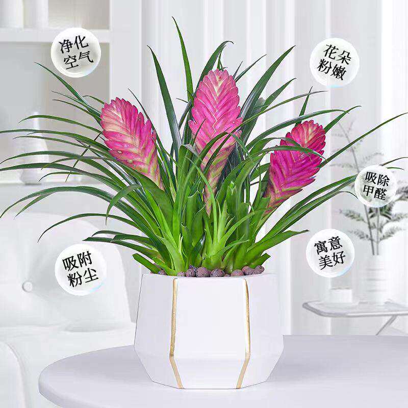 新疆包邮铁兰花盆栽带花