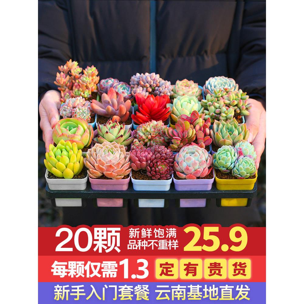 新疆西藏包邮多肉植物新