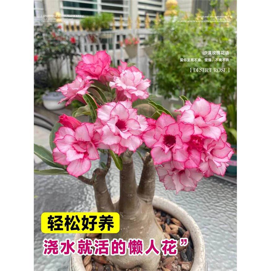 新疆包邮沙漠玫瑰盆栽老