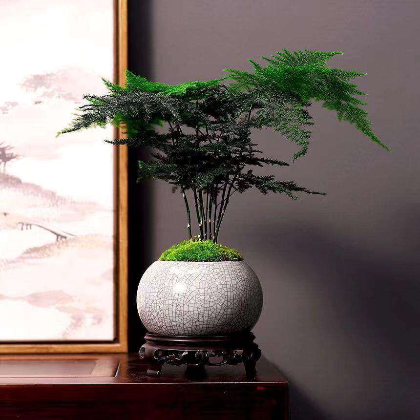 新疆包邮【精品】文竹盆